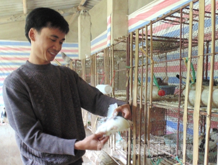 Hà Văn Hưng giới thiệu về mô hình nuôi chim bồ câu